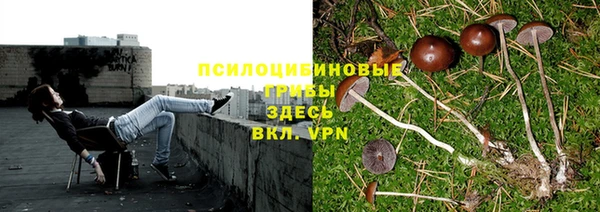 гашик Нефтекумск